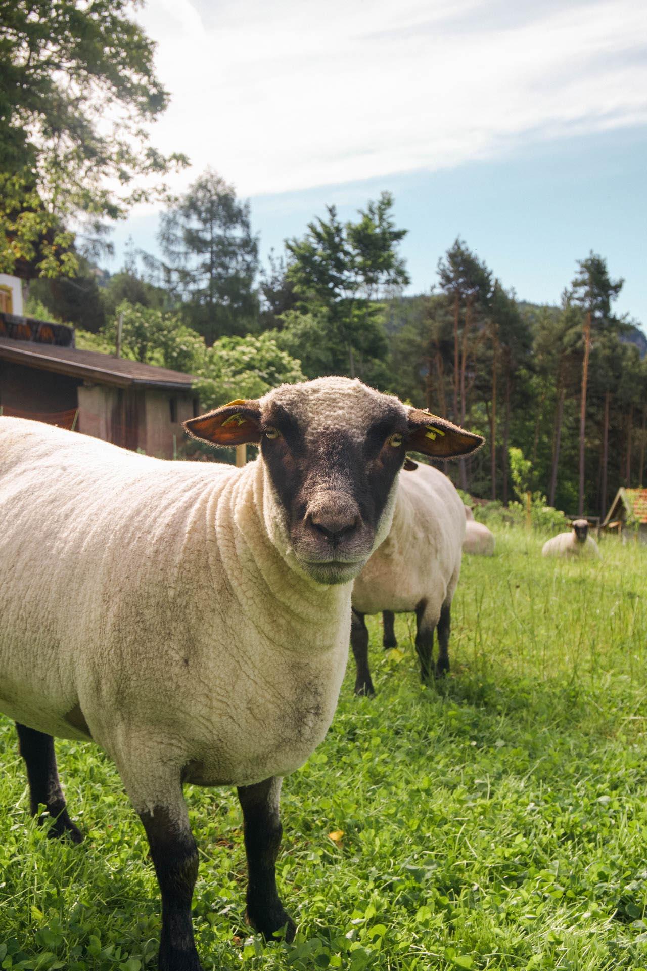 Shropshire-Schafe auf der naturnahen Wiese am Kohlbrennerhof